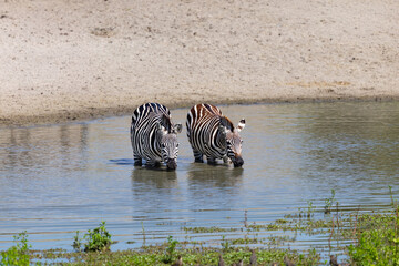 Obraz premium Two zebras drinking in the Serengeti National Park.