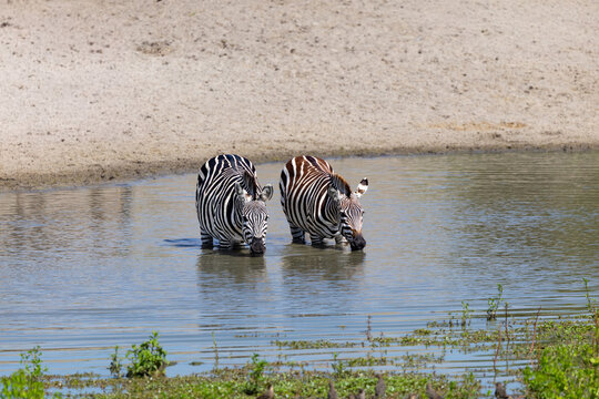 Two zebras drinking in the Serengeti National Park.