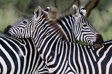 Obraz premium Two zebras bonding in the Serengeti.