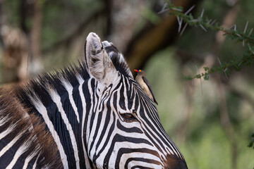 Obraz premium Oxpecker perched on a zebra in Serengeti National Park.