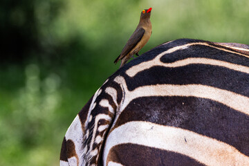 Obraz premium Red-billed oxpecker on a zebra in the Serengeti.