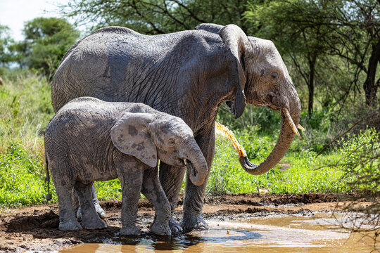 Mother elephant and calf in Tarangire National Park.
