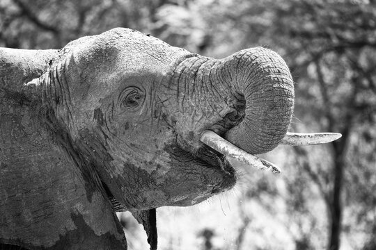 An elephant drinking water in Kruger National Park.