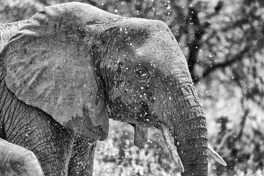 Elephant splashing water in South Africa&rsquo;s Kruger National Park.