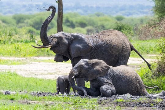 Elephants playing in the mud at Tarangire National Park.