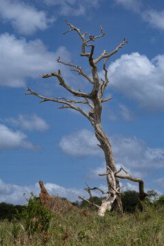 A bird perches on a dead tree in Serengeti National Park.