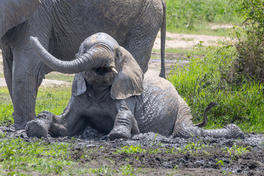 Elephant calf playing in the mud in Chobe National Park.