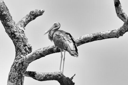 Asian Openbill stork perched in Yala National Park, Sri Lanka.