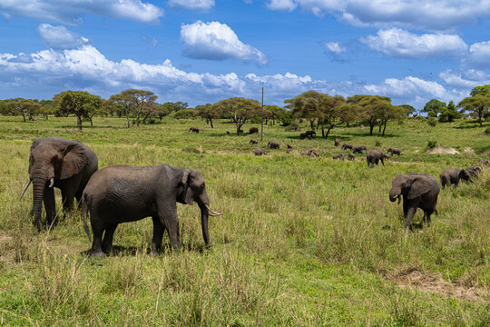 Elephant herd grazing in Tanzania's Tarangire National Park.