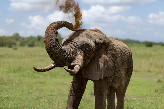African elephant showers itself with dust in Maasai Mara.
