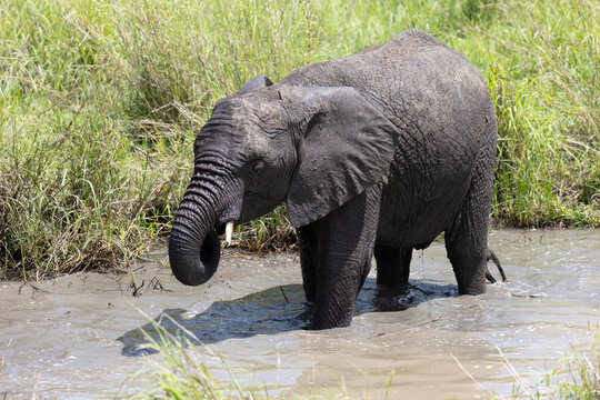 Young African elephant bathing in Serengeti National Park.