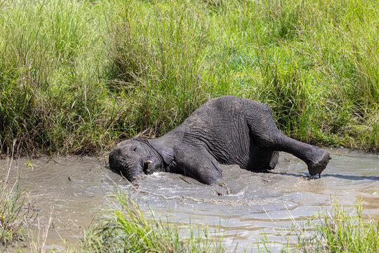Baby elephant enjoys a mud bath in Serengeti National Park.