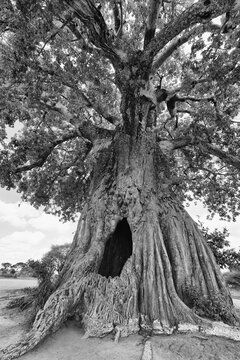 The historic and towering Chapman&rsquo;s Baobab in Botswana.