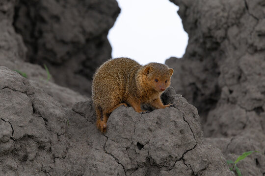 A dwarf mongoose perches on a Serengeti termite mound.