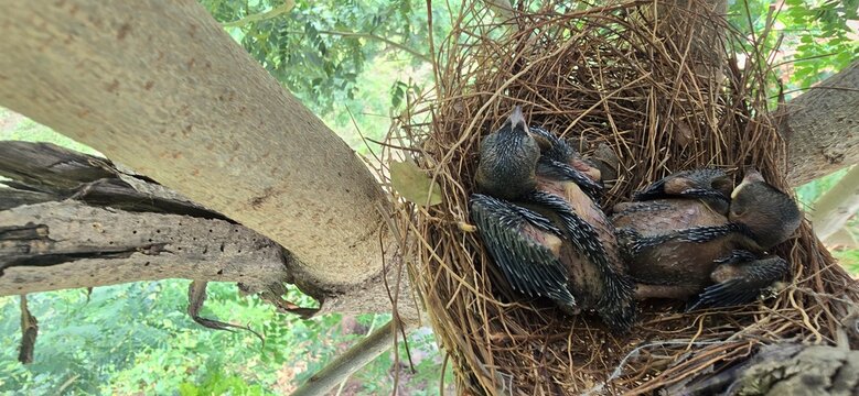 Natural Drongo  bird nest with baby chicks in tree, wild hatchlings in straw nest, avian wildlife in forest habitat