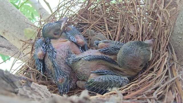 Baby Drongo birds in nest, newborn hatchlings resting in straw birdhouse, wild avian chicks in natural tree habitat, wildlife ornithology concept