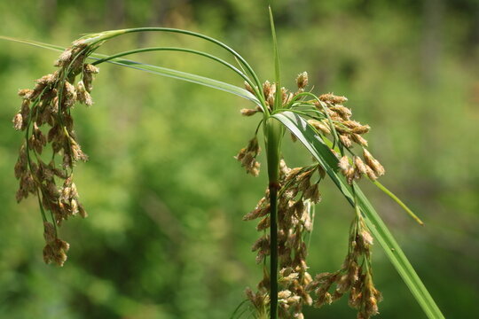The spikes of the sedge grass, which is distributed in wetlands