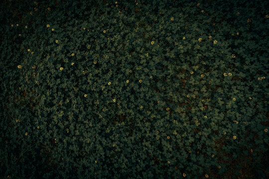 Dark grass with flowers on moss 