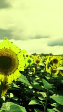 A vibrant field of sunflowers stretches toward the horizon, their bright yellow petals contrasting with the moody sky above. Natures beauty captivates during a serene moment in late afternoon.