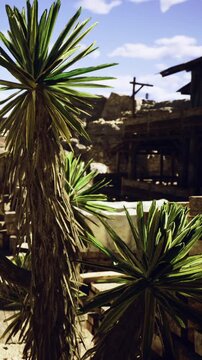 Amidst the dry landscape, striking plants reach for the sun beside weathered structures. Shadows dance as sunlight brightens the scene, showcasing the beauty of nature and history.