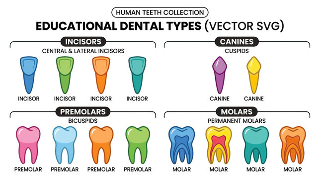 Educational Dental Types Vector Illustration