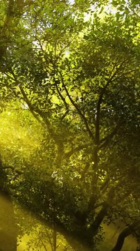 Golden rays filter through vibrant green trees, creating a magical atmosphere in the forest. Natures beauty shines as leaves shimmer in the light of a warm afternoon sun.