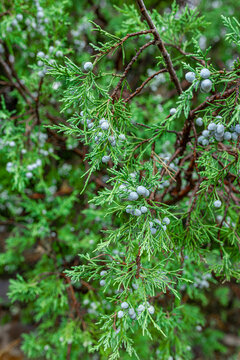 Close up view of green juniper tree branches laden with pale blue juniper berries