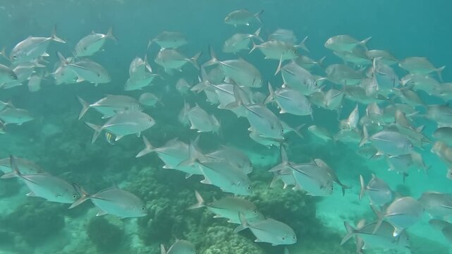 Large School of Silver Fish Swimming Together in Crystal Clear Tropical Sea