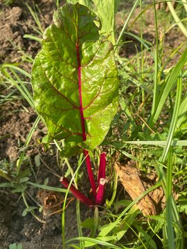 pianta di bieta rossa (Beta vulgaris subsp. cicla var. rubra) in crescita nel terreno del giardino sotto la luce del sole