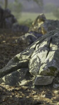 Sunlight filters through trees, casting intricate shadows on the weathered rocks. The peaceful morning air invites natures beauty to shine, creating a tranquil outdoor scene.