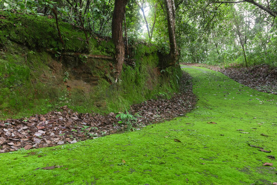 Lush green moss covering a forest floor trail surrounded soft natural lighting.