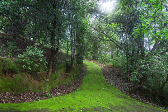 Lush green moss covering a forest floor trail surrounded soft natural lighting.