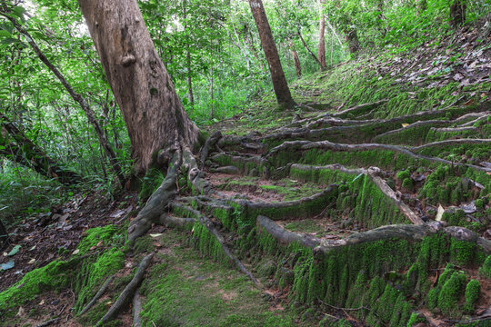 Exposed intertwined tree roots covering the forest floor with lush green moss, showcasing natural growth and woodland environment
