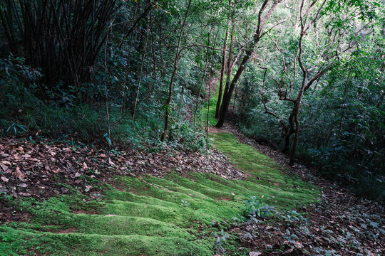 Lush green moss covering a forest floor trail surrounded soft natural lighting.