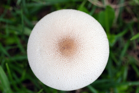 Chlorophyllum molybdites is a widespread mushroom.