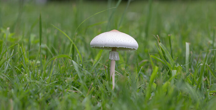Chlorophyllum molybdites is a widespread mushroom.