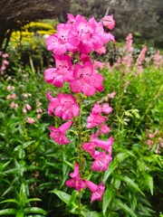 Obraz premium Vibrant Pink Flowers Blooming in a Lush Green Garden