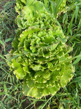 pianta di lattuga (Lactuca sativa) con foglie verdi arricciate in orto mediterraneo estivo