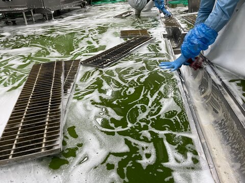 Worker cleaning a floor drainage channel during sanitation procedures in a food manufacturing facility. Foam cleaning process supporting food safety, hygiene management, SSOP, GMP compliance, and envi