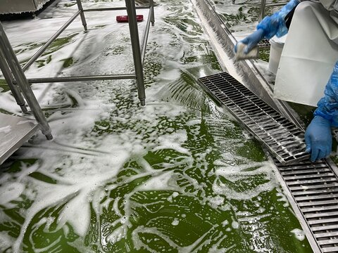 Worker cleaning a floor drainage channel during sanitation procedures in a food manufacturing facility. Foam cleaning process supporting food safety, hygiene management, SSOP, GMP compliance, and envi
