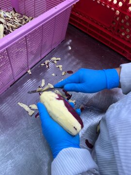 Worker manually peeling Japanese sweet potatoes during ingredient preparation in a food manufacturing facility. Raw material preparation process supporting food production, filling manufacturing, and 