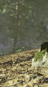 A rugged rock adorned with soft green moss rests on the forest floor. Sunlight filters through the trees, illuminating the serene landscape and creating a magical atmosphere.