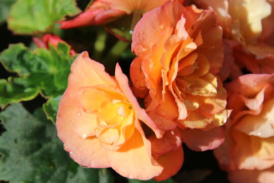 orange flower in bloom, Alexander Circle, Edmonton, Alberta