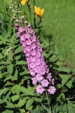 pink flowers in the garden