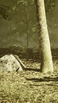 A serene forest landscape filled with golden light filtering through the trees. Leaves cover the ground, creating a calm and peaceful atmosphere among natures beauty.