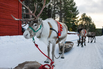 Decorated reindeer pulling a traditional sled during the Jokkmokk Winter Market in Swedish Lapland, Sweden. © HelenaUpNorth