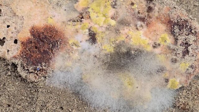 Microscopic mold growth on organic surface, fuzzy white mycelium and yellow fungal spores, decaying food matter macro video