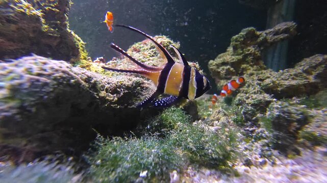 An elegant Banggai cardinalfish with long, flowing fins and striking black stripes hovers gracefully in a marine aquarium near a small clownfish