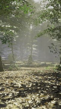 Gentle sunlight streams through the leafy branches, illuminating the forest floor. The peaceful scene captures the beauty of nature in the early morning, inviting tranquility and reflection.