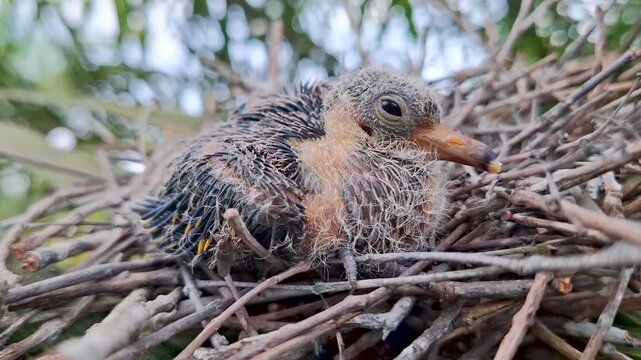 Close-up side view of a newborn baby dove chick with yellow down feathers and developing pin feathers resting inside a natural twig nest outdoors.